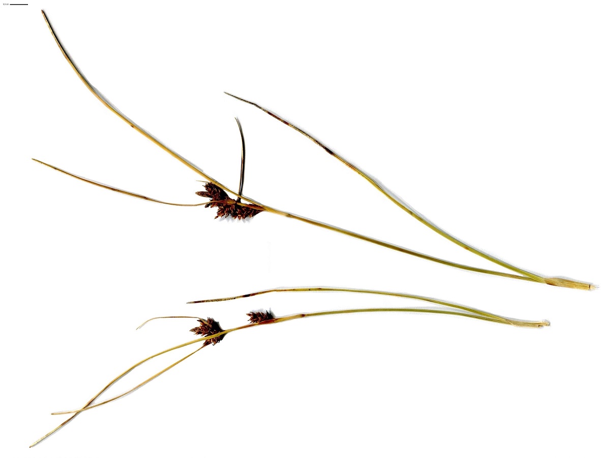 Carex extensa (Cyperaceae)